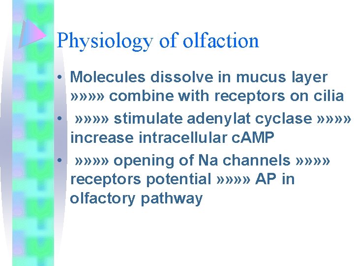 Physiology of olfaction • Molecules dissolve in mucus layer » » combine with receptors