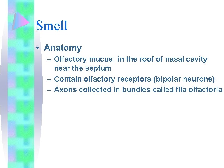 Smell • Anatomy – Olfactory mucus: in the roof of nasal cavity near the