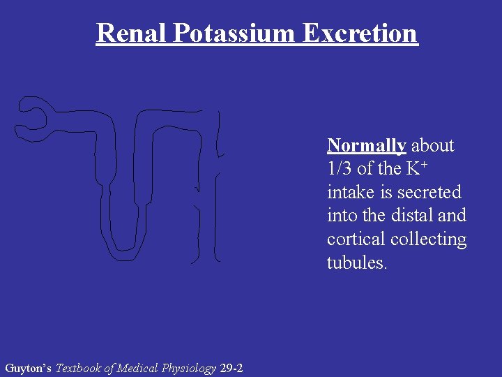 Renal Potassium Excretion Normally about 1/3 of the K+ intake is secreted into the