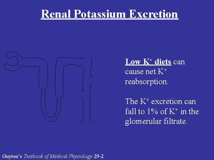 Renal Potassium Excretion Low K+ diets can cause net K+ reabsorption. The K+ excretion