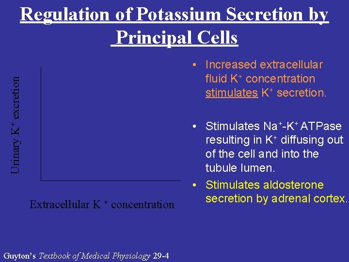 Regulation of Potassium Secretion by Principal Cells Urinary K+ excretion • Increased extracellular fluid