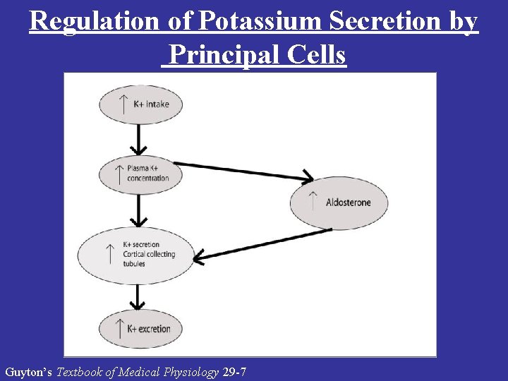 Regulation of Potassium Secretion by Principal Cells Guyton’s Textbook of Medical Physiology 29 -7