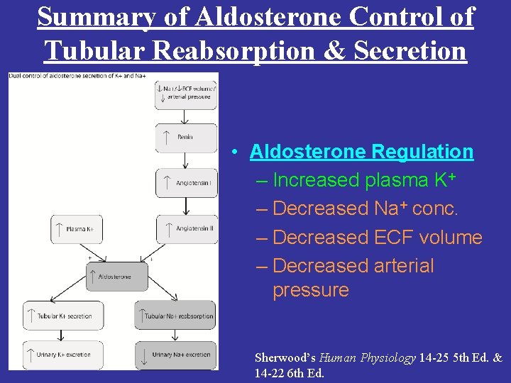 Summary of Aldosterone Control of Tubular Reabsorption & Secretion • Aldosterone Regulation – Increased