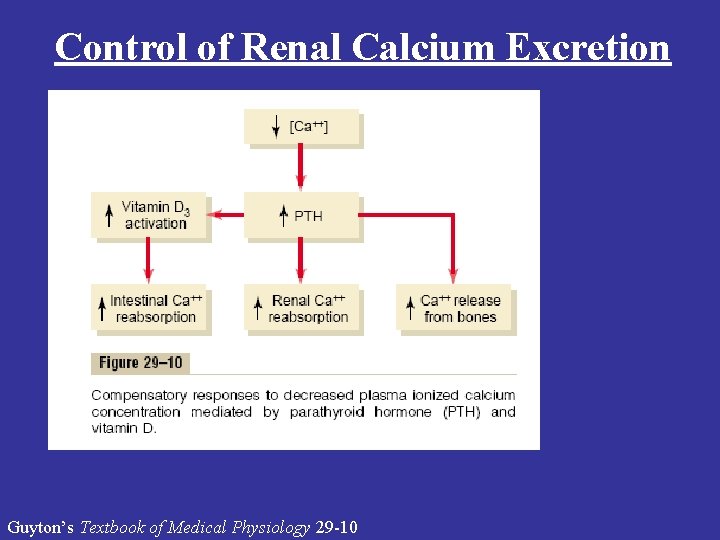 Control of Renal Calcium Excretion Guyton’s Textbook of Medical Physiology 29 -10 