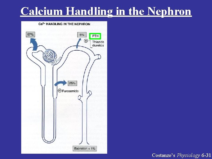 Calcium Handling in the Nephron Costanzo’s Physiology 6 -31 