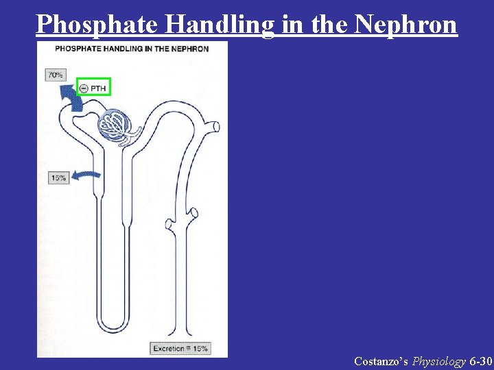 Phosphate Handling in the Nephron Costanzo’s Physiology 6 -30 