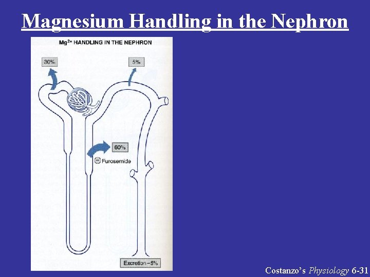 Magnesium Handling in the Nephron Costanzo’s Physiology 6 -31 