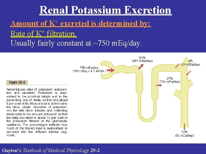 Renal Potassium Excretion Amount of K+ excreted is determined by: Rate of K+ filtration.