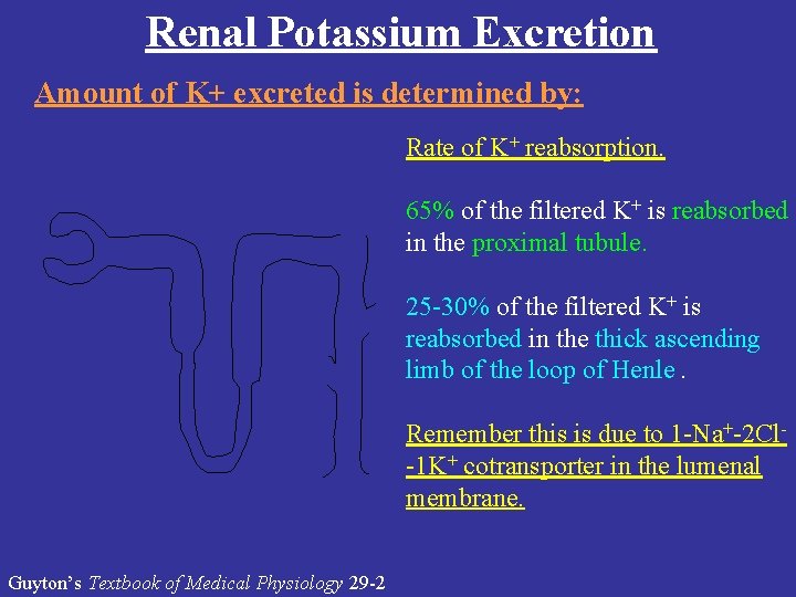 Renal Potassium Excretion Amount of K+ excreted is determined by: Rate of K+ reabsorption.