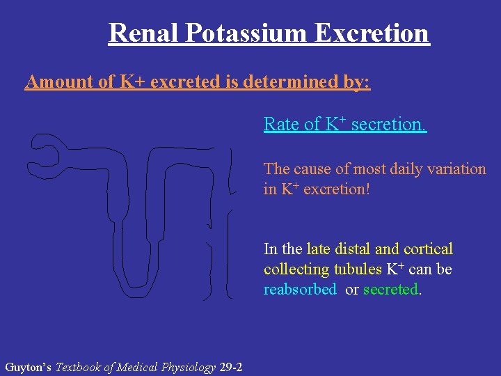 Renal Potassium Excretion Amount of K+ excreted is determined by: Rate of K+ secretion.