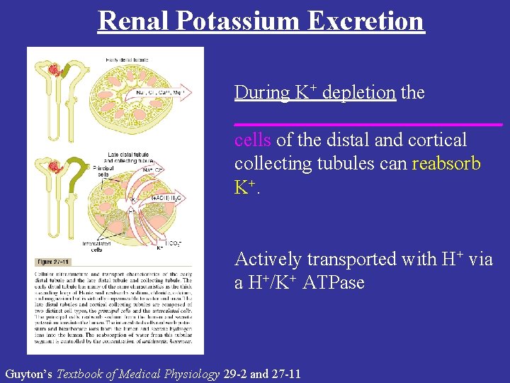 Renal Potassium Excretion During K+ depletion the ______________ cells of the distal and cortical