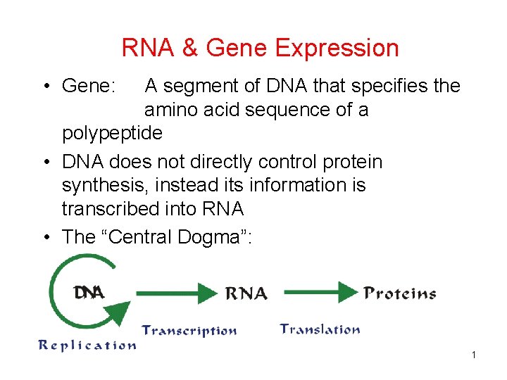 RNA & Gene Expression • Gene: A segment of DNA that specifies the amino