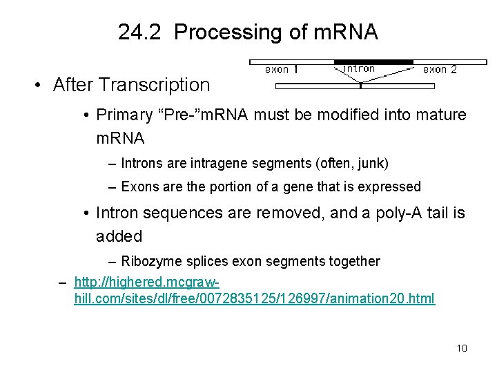 24. 2 Processing of m. RNA • After Transcription • Primary “Pre-”m. RNA must
