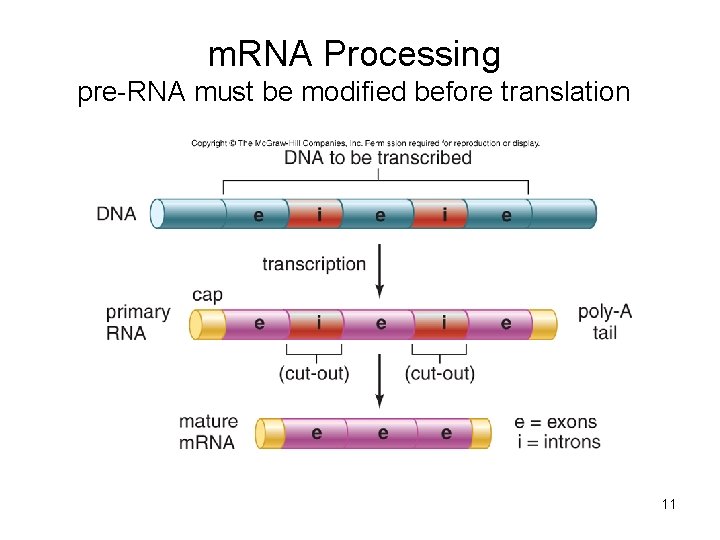 m. RNA Processing pre-RNA must be modified before translation 11 