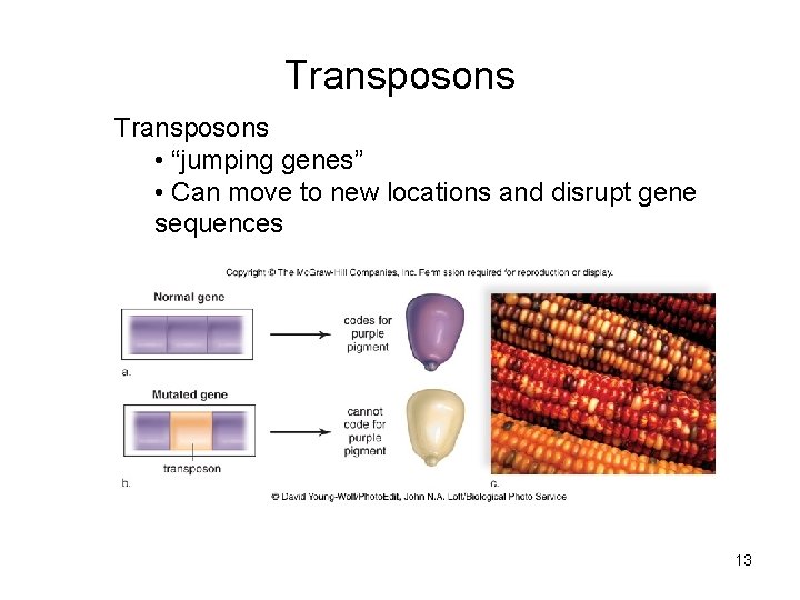 Transposons • “jumping genes” • Can move to new locations and disrupt gene sequences