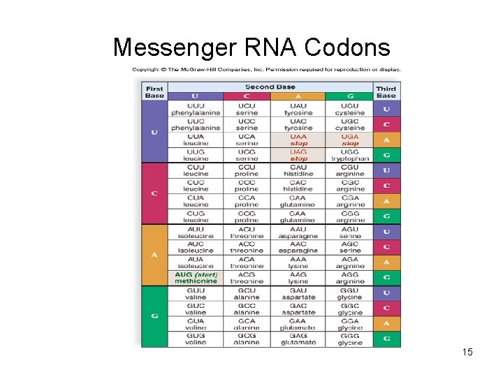 Messenger RNA Codons 15 