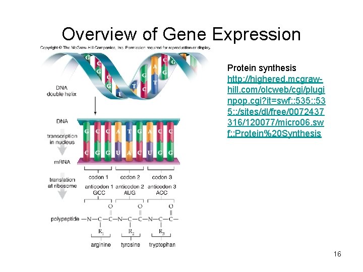 Overview of Gene Expression Protein synthesis http: //highered. mcgrawhill. com/olcweb/cgi/plugi npop. cgi? it=swf: :