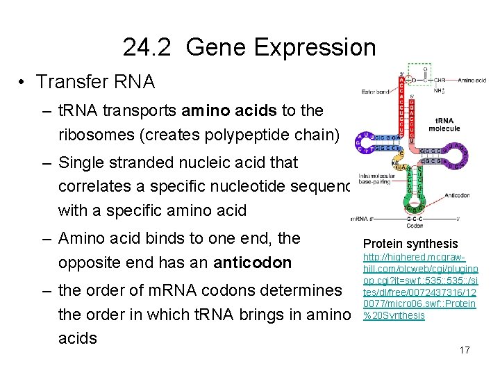 24. 2 Gene Expression • Transfer RNA – t. RNA transports amino acids to