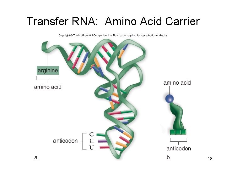 Transfer RNA: Amino Acid Carrier 18 