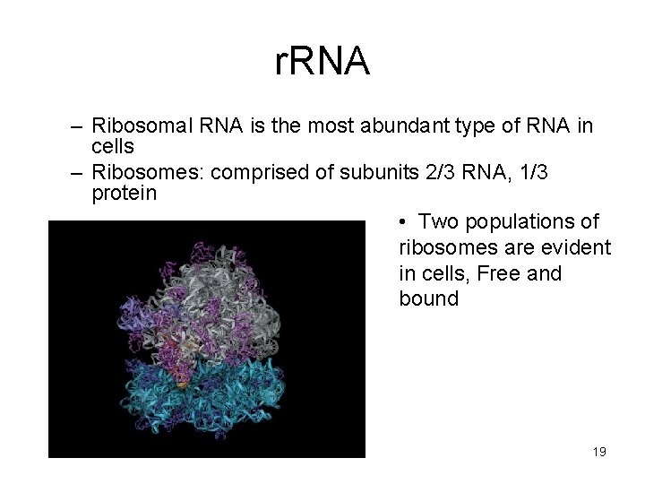 r. RNA – Ribosomal RNA is the most abundant type of RNA in cells