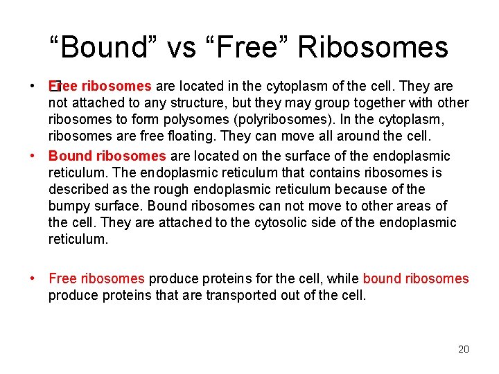 “Bound” vs “Free” Ribosomes • F �ree ribosomes are located in the cytoplasm of