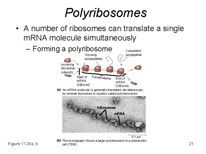 Polyribosomes • A number of ribosomes can translate a single m. RNA molecule simultaneously