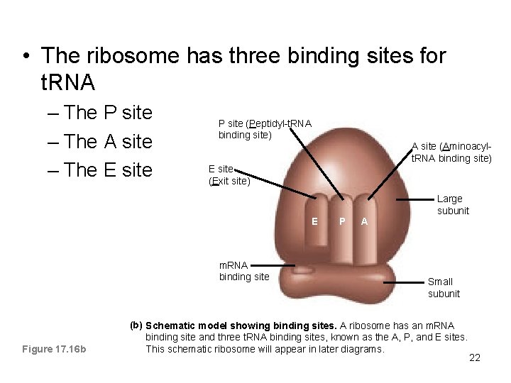  • The ribosome has three binding sites for t. RNA – The P