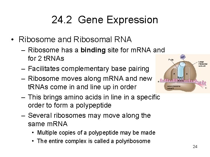 24. 2 Gene Expression • Ribosome and Ribosomal RNA – Ribosome has a binding