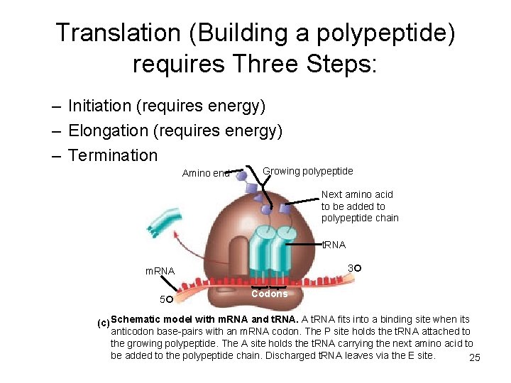 Translation (Building a polypeptide) requires Three Steps: – Initiation (requires energy) – Elongation (requires