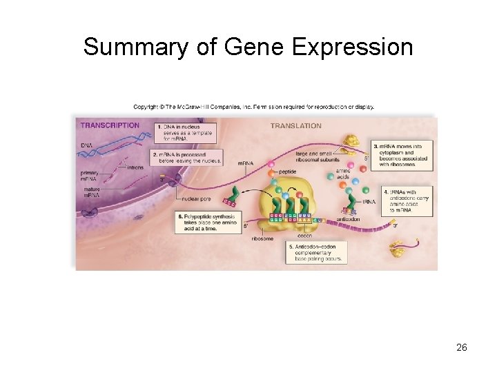 Summary of Gene Expression 26 