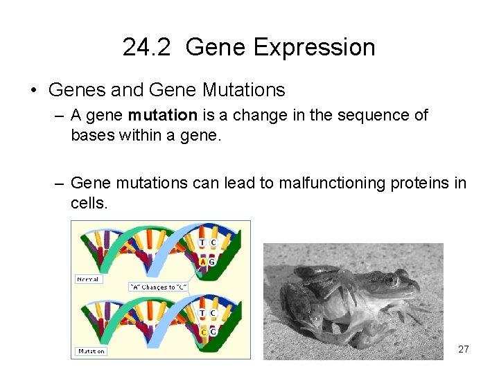24. 2 Gene Expression • Genes and Gene Mutations – A gene mutation is