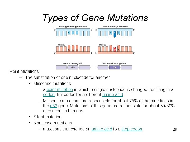 Types of Gene Mutations Point Mutations – The substitution of one nucleotide for another