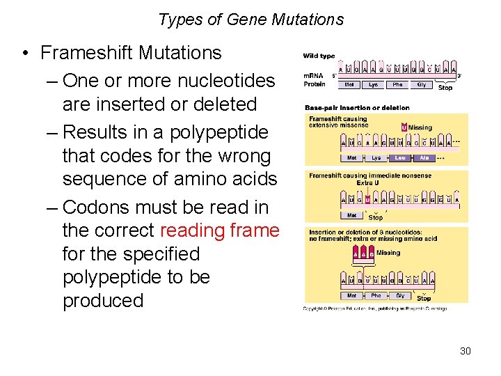 Types of Gene Mutations • Frameshift Mutations – One or more nucleotides are inserted