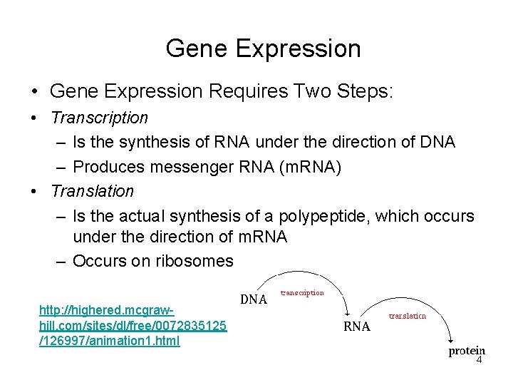 Gene Expression • Gene Expression Requires Two Steps: • Transcription – Is the synthesis