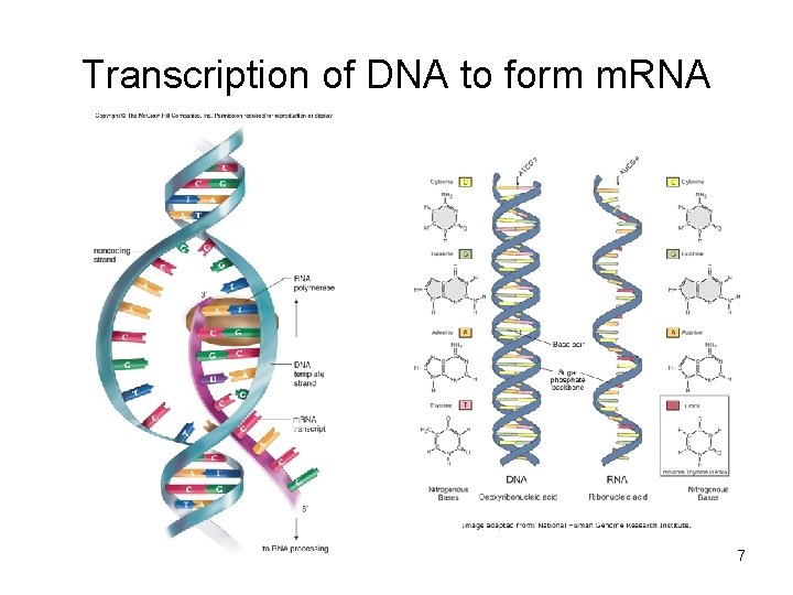 Transcription of DNA to form m. RNA 7 