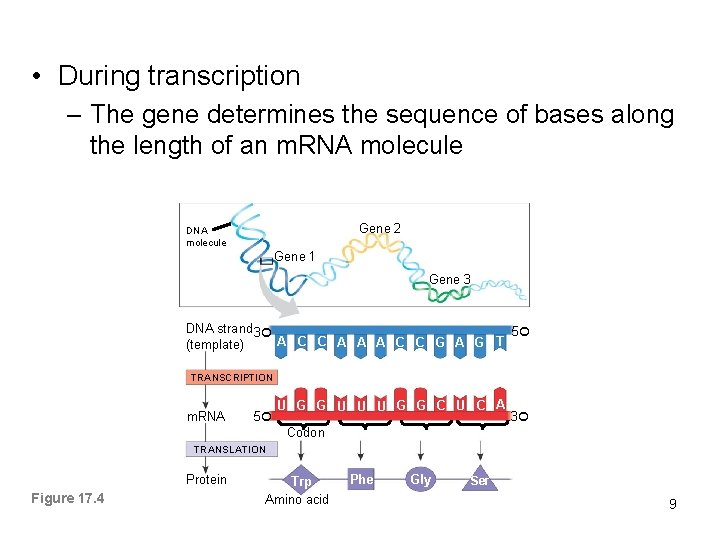  • During transcription – The gene determines the sequence of bases along the