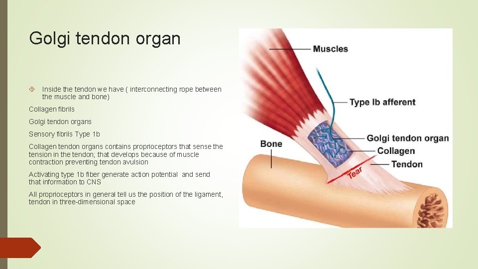 Golgi tendon organ Inside the tendon we have ( interconnecting rope between the muscle