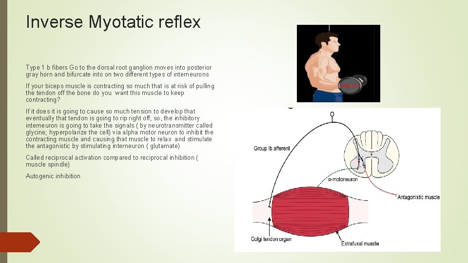 Inverse Myotatic reflex Type 1 b fibers Go to the dorsal root ganglion moves