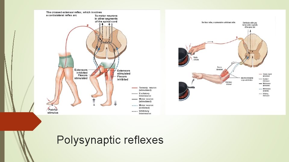 Polysynaptic reflexes 