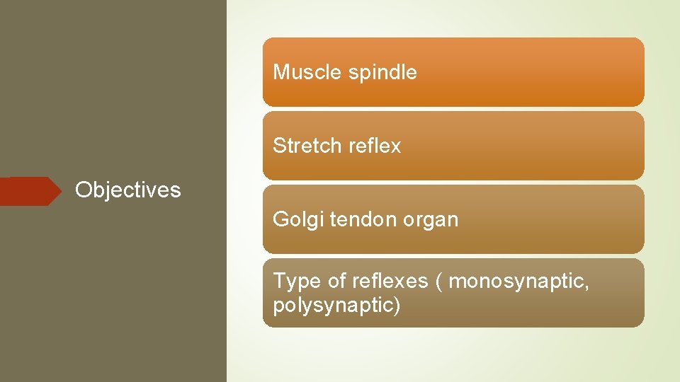 Muscle spindle Stretch reflex Objectives Golgi tendon organ Type of reflexes ( monosynaptic, polysynaptic)