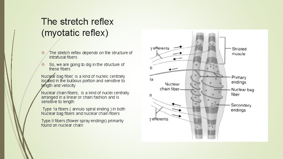 The stretch reflex (myotatic reflex) The stretch reflex depends on the structure of intrafusal