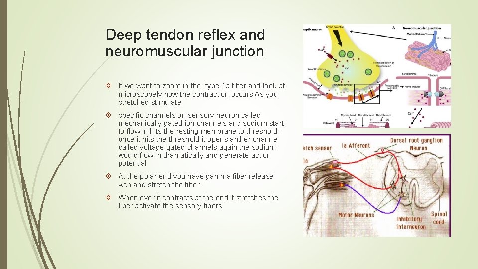 Deep tendon reflex and neuromuscular junction If we want to zoom in the type