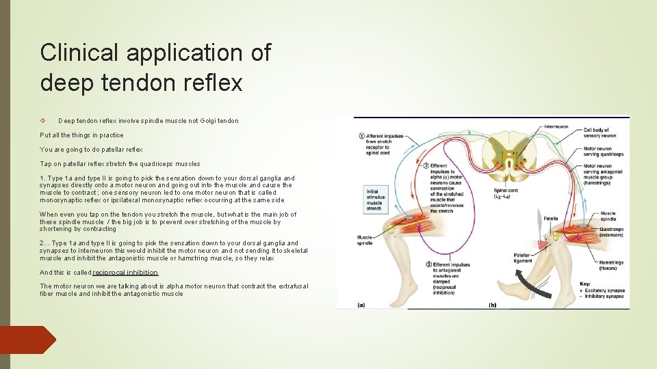 Clinical application of deep tendon reflex Deep tendon reflex involve spindle muscle not Golgi