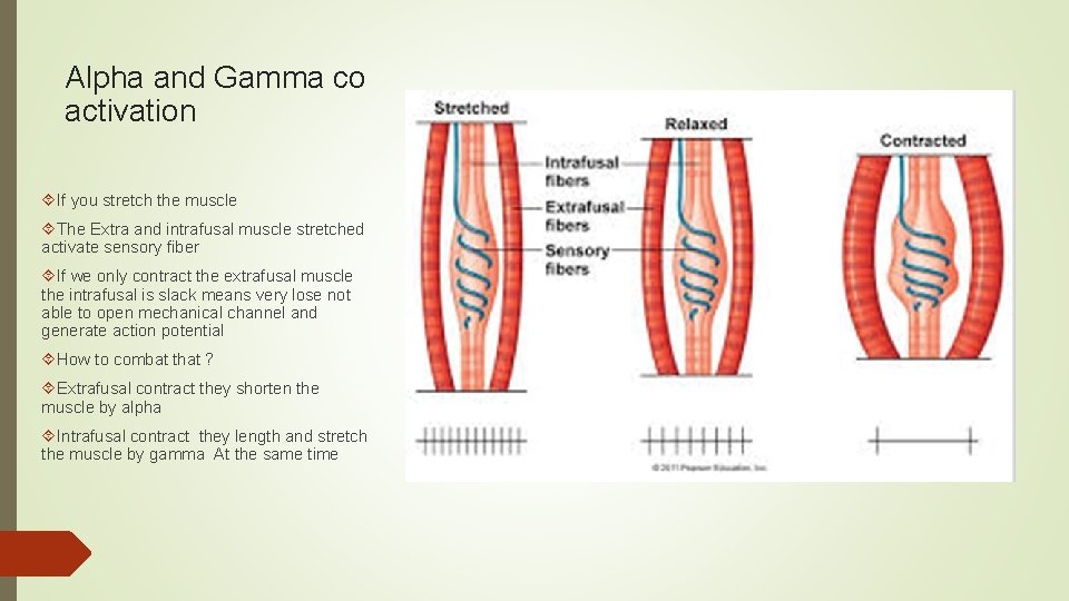 Alpha and Gamma co activation If you stretch the muscle The Extra and intrafusal