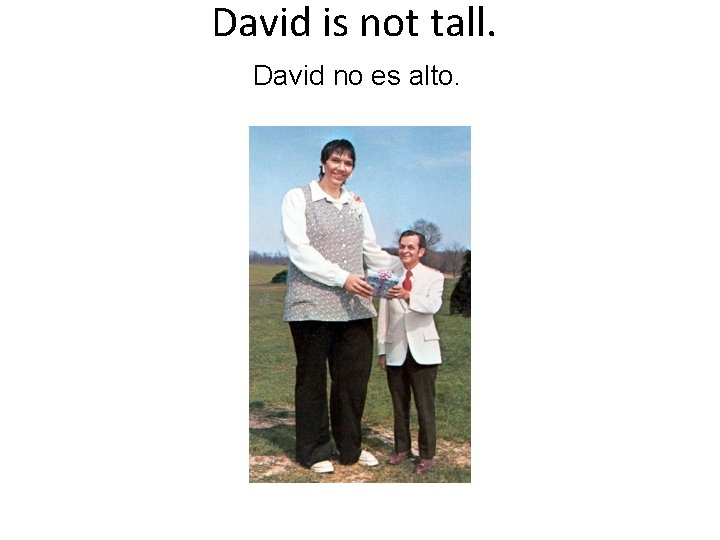 David is not tall. David no es alto. 