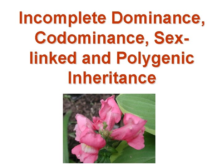 Incomplete Dominance, Codominance, Sexlinked and Polygenic Inheritance 