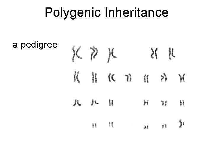 Polygenic Inheritance a pedigree 