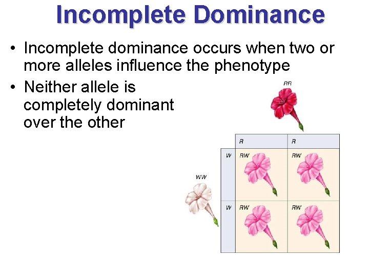 Incomplete Dominance • Incomplete dominance occurs when two or more alleles influence the phenotype