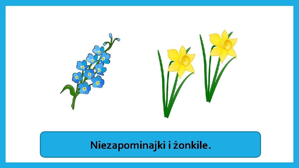 Niezapominajki i żonkile. 