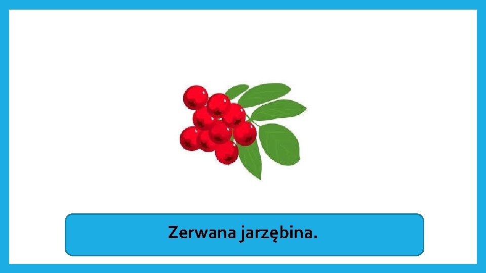 Zerwana jarzębina. 